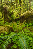 Olympic National Park, May 15-19, 2019