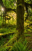 Olympic National Park, May 15-19, 2019